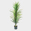 Pack of 2 x Yucca Plant in Black Pot 1.2m