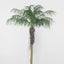 Phoenix Palm 2.1m