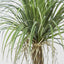 Artificial Grass Tree Small - House of Isabella AU