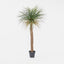 Artificial Grass Tree Lge - House of Isabella AU