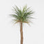 Artificial Grass Tree Lge - House of Isabella AU
