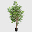 Hornbean tree 1.5m
