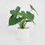 Alocasia Calidora Potted 80cm