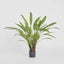Calathea Potted Bush 0.82m - House of Isabella AU