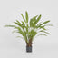 Calathea Potted Bush 0.82m - House of Isabella AU