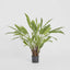 Calathea Potted Bush 0.82m - House of Isabella AU