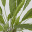 Calathea Potted Bush 0.82m - House of Isabella AU