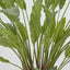 Calathea Potted Bush 0.82m - House of Isabella AU