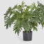 Artificial Split Philo potted Bush 50 Lvs 75cm - House of Isabella AU