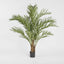 Palm Tree 2m