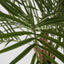 Palm Tree 2m