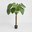 Alocasia Calidora Tree 1.35m