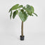 Alocasia Calidora Tree 1.35m