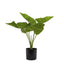 Sweet Taro Real Touch x6 in Pot - House of Isabella AU