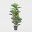 Artificial Rubber Tree 130cm - House of Isabella AU