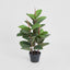 Rubber Tree x3 in Pot 80cm - House of Isabella AU