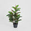 Rubber Tree x3 in Pot 80cm - House of Isabella AU