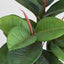 Rubber Tree x3 in Pot 80cm - House of Isabella AU