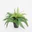 Boston Fern in Pot 55cm - House of Isabella AU