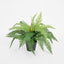 Boston Fern in Pot 55cm - House of Isabella AU