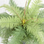 Boston Fern in Pot 55cm - House of Isabella AU