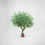 Olive Tree With 12648 Leaves & 150 Fruits 180cm