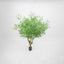 Giant Olive Tree With 9384 Leaves 216 Fruits Green 153cm