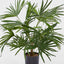Pack of 2 x Baby Fan Palm Potted Bush w/17 Leaves 45cm