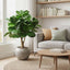 Fiddle Leaf Tree w/70 Leaves 1.2m