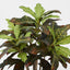 Croton Tree In Black Pot