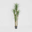 Yucca Tree In Black Pot 180cm