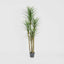 Yucca Tree In Black Pot 180cm