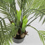 Pack of 2 x Palm Tree In Black Pot 130cm