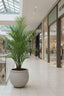 Pack of 2 x Palm Tree In Black Pot 130cm