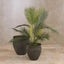 Pack of 2 x Palm Tree In Black Pot 130cm