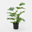 Real Touch Philo In Black Pot 50cm