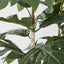 Artocarpus Tree 155cm