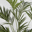 Kentia Palm Tree 210cm