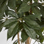 Umbrella Tree 150cm