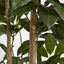 Umbrella Tree 150cm