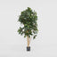 Schefflera Tree W/700 Leaves Green