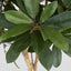 Schefflera Tree W/700 Leaves Green