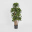 Dracaena Fragrans Multi Tree X8 / 576 Leaves Green