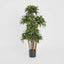 Dracaena Fragrans Multi Tree X8 / 576 Leaves Green