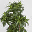 Dracaena Fragrans Multi Tree X8 / 576 Leaves Green