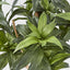 Dracaena Fragrans Tree W/251 Leaves Green