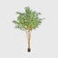 Ficus Natasja Tree 2.5m