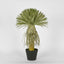 Variegated Grass Tree 60cm