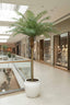 Phoenix Palm Tree 300cm