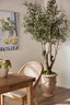 Olive Tree With 5 Branch Trunk 225cm